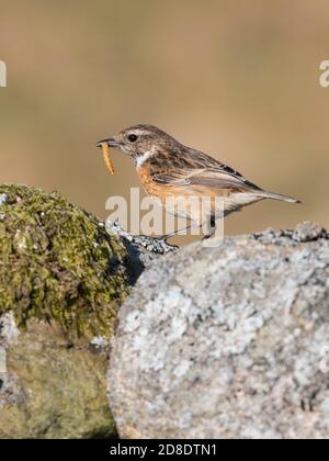 Femme Stonechat, Saxicola rubicola, Dumfries & Galloway, Écosse Banque D'Images