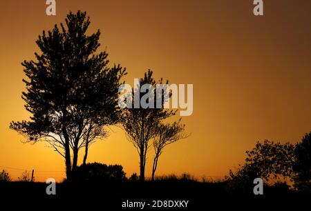 Une silhouette d'arbres et de buissons juste avant le coucher du soleil. Banque D'Images