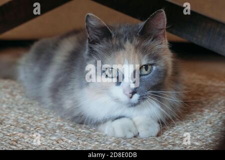 Beau chat tricolore moelleux est posé sur le sol. Concept animaux Banque D'Images