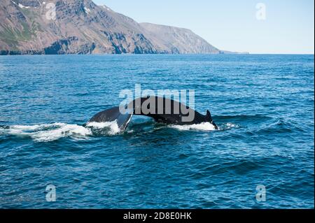 Dérive de l'imposante baleine à bosse (Megaptera novaeangliae) vu du bateau près de Husavik, l'Islande Banque D'Images