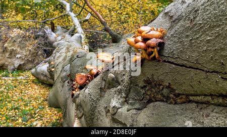 Les champignons poussent sur un grand hêtre déchu Banque D'Images