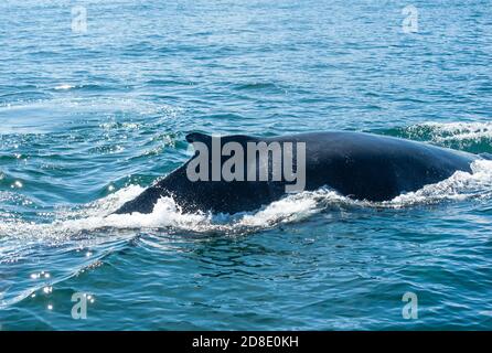 Dérive de l'imposante baleine à bosse (Megaptera novaeangliae) vu du bateau près de Husavik, l'Islande Banque D'Images