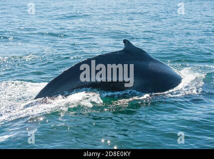 Dérive de l'imposante baleine à bosse (Megaptera novaeangliae) vu du bateau près de Husavik, l'Islande Banque D'Images