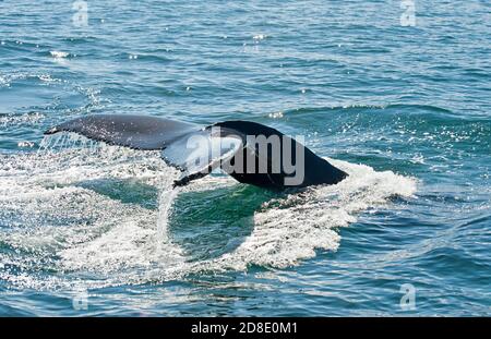 Dérive de l'imposante baleine à bosse (Megaptera novaeangliae) vu du bateau près de Husavik, l'Islande Banque D'Images