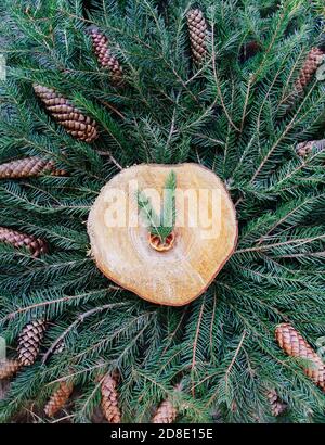 Tranche de bois sur des branches de sapin vert décorées de tranches d'orange séchées et de cônes. Noël et nouvel an vintage hiver fête compositio Banque D'Images