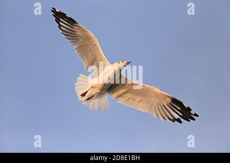 Une mouette, planeur dans le ciel bleu Banque D'Images