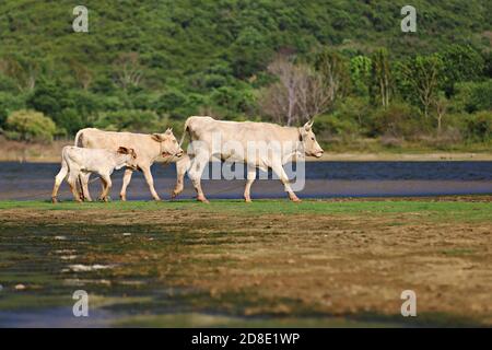 Petit chatteaux de veau souche maître de boeuf heureux dans la kui buri herbage avec fond de montagne. Prachuap khiri khan, Thaïlande Banque D'Images