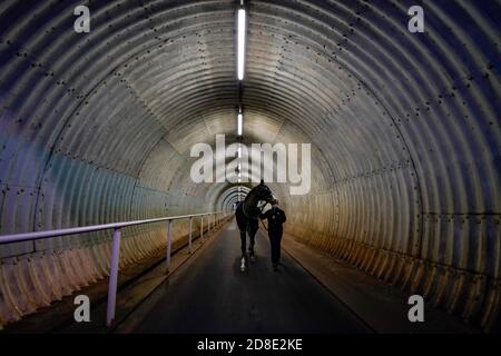 Une vue générale comme un cheval fait son chemin à travers le tunnel sous le cours jusqu'à l'anneau de parade à Chelmsford City Racecourse. Banque D'Images