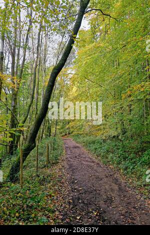 Country Lane à Friday Street dans Surrey Hills on Un jour d'automne Angleterre Royaume-Uni Banque D'Images