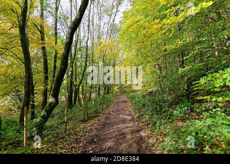 Country Lane à Friday Street dans Surrey Hills on Un jour d'automne Angleterre Royaume-Uni Banque D'Images