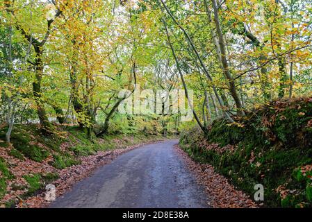 Country Lane à Friday Street dans Surrey Hills on Un jour d'automne Angleterre Royaume-Uni Banque D'Images