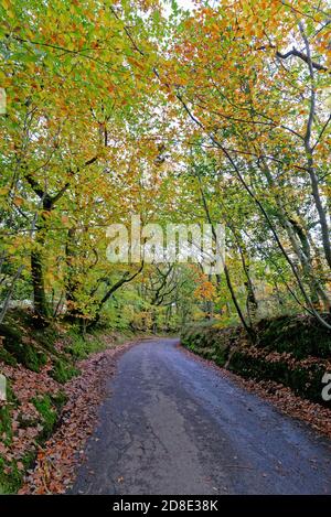 Country Lane à Friday Street dans Surrey Hills on Un jour d'automne Angleterre Royaume-Uni Banque D'Images