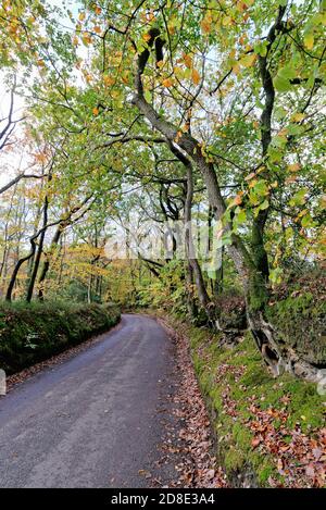 Country Lane à Friday Street dans Surrey Hills on Un jour d'automne Angleterre Royaume-Uni Banque D'Images