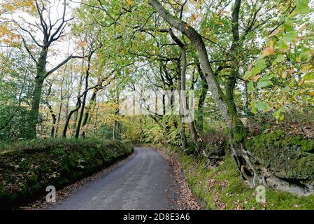 Country Lane à Friday Street dans Surrey Hills on Un jour d'automne Angleterre Royaume-Uni Banque D'Images