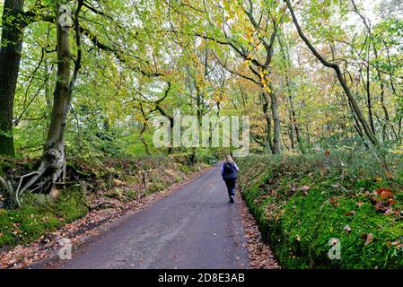 Une femme seule marcheur sur une voie de campagne à Friday Street dans les collines de Surrey, un jour automnal, Wotton Angleterre Royaume-Uni Banque D'Images