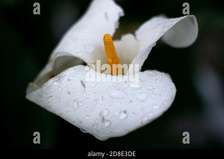 Photographie bokeh d'une fleur avec des gouttes après une forte pluie à Bogota Colombie, 26 octobre 2020 Banque D'Images