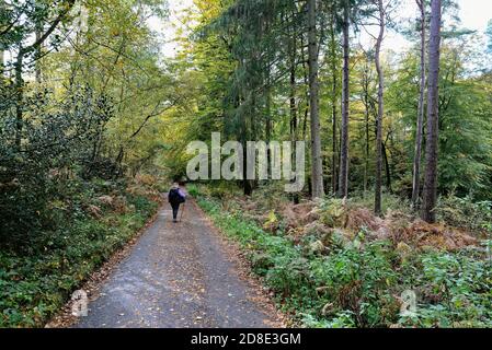 Une femme seule marcheur sur une voie de campagne à Friday Street dans les collines de Surrey, un jour automnal, Wotton Angleterre Royaume-Uni Banque D'Images