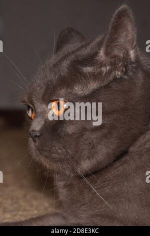 Gros chat britannique gris Uni avec une expression sérieuse, portrait de profil gros plan Banque D'Images