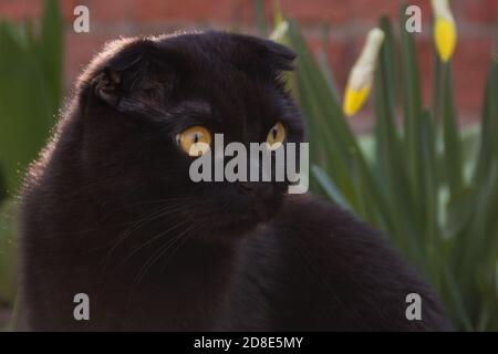 Mignon chocolat maison jeune écossais aux yeux jaunes qui se promette dans le jardin d'automne au coucher du soleil. La fourrure brillante et sombre du chaton scintille. Soins pour animaux, entraînement, élevage de chats pur-sang. Banque D'Images