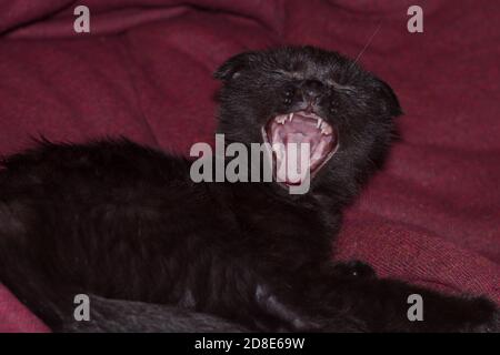 jeune chat noir uni de pliage écossais. petit chat à la bouche ouverte montre une langue rugueuse de chat et des dents blanches tranchantes. .le chat crie avec sa bouche large ouverte Banque D'Images