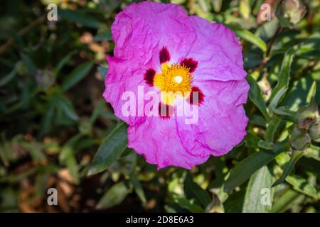 Vue rapprochée d'une floraison de Cistus pureus rose/violet (rosier), un arbuste à feuilles persistantes et robuste qui pousse dans un jardin à la fin du printemps/au début de l'été Banque D'Images
