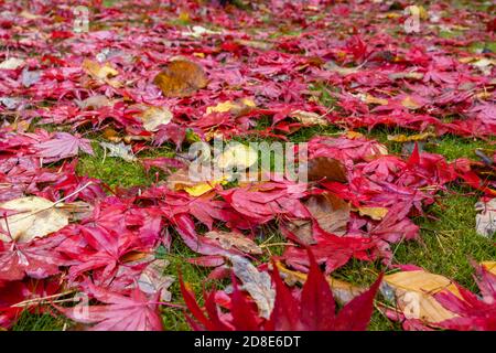 Mélange de feuilles mortes humides, principalement de l'érable japonais Acer Palmatum rouge écarlate, dans des couleurs d'automne riches sur une pelouse dans un jardin à Surrey, au sud-est de l'Angleterre Banque D'Images