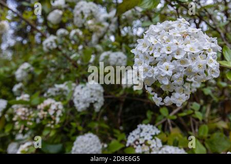 Fleurs blanches délicates (corymbes, inflorescences) d'arbustes à feuilles persistantes parfumés Viburnum carlesii (viburnum d'épices coréennes) en fleurs au printemps Banque D'Images