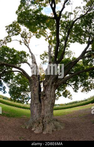 Fonthill Ontario Canada, The Comfort Maple, l'un des plus vieux arbres du Canada âgés de plus de 450 ans. Banque D'Images