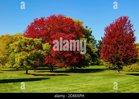 Érable rouge Acer rubrum Tree in field in full Fall color Royal Botanical Gardens Arboretum Hamilton Ontario Canada. Banque D'Images