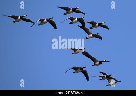 Vol de Barnacle Goose Banque D'Images