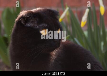 Un adorable chat écossais tout-noir au chocolat aux yeux jaunes se promène au milieu de la verdure. Un chaton domestique se promène dans le jardin au coucher du soleil. La fourrure noire d'un chaton brille au soleil. Banque D'Images
