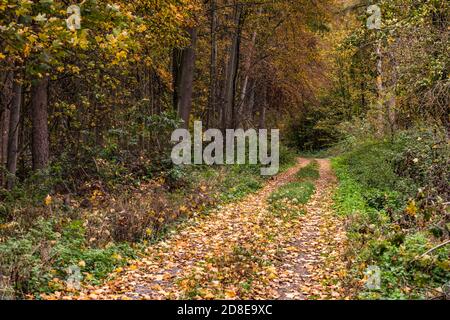 Chute de feuilles sur une route de ferme dans un mélange solitaire Forêt en Allemagne Banque D'Images