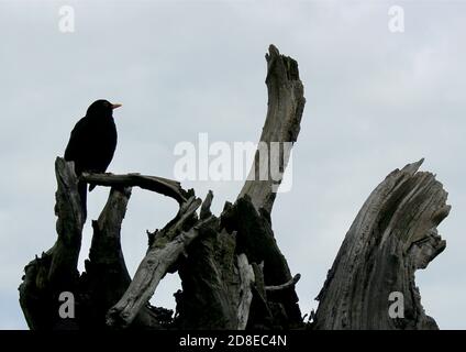 Un Blackbird trouve un lieu de repos dans le trébuchement aux jardins du château d'Arundel. Banque D'Images