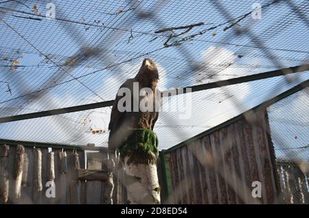 oiseau de proie aigle dans une cage est un foyer sélectif Banque D'Images