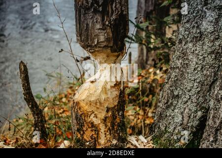 Castor mastiquer un arbre. La destruction des castors en tchèque.le travail des castors. Beaver coupe un arbre pour construire un barrage. Arbres dans les bois rongé par les castors Banque D'Images