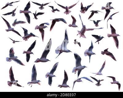 Ensemble de divers mouettes volantes isolées sur fond blanc Banque D'Images