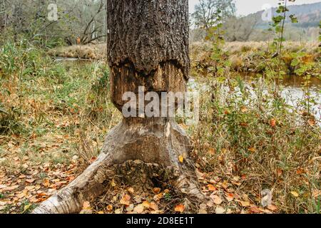 Castor mastiquer un arbre. La destruction des castors en tchèque.le travail des castors. Beaver coupe un arbre pour construire un barrage. Arbres dans les bois rongé par les castors Banque D'Images