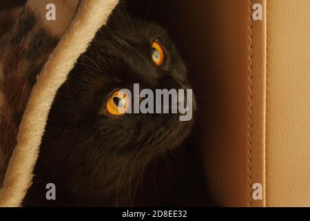 chat noir uni et élégant, sous un tapis doux et confortable, pour le confort du soir. lumière orange et chaude Banque D'Images