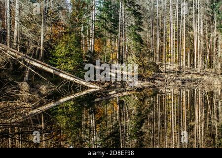 Lac de Boubin. Reflet des arbres d'automne de la forêt primitive de Boubin, montagnes de Sumava, République Tchèque. Réservoir d'eau situé à l'altitude de 925 M. Banque D'Images
