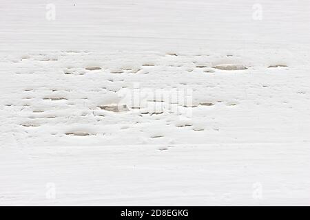 Détail de la peinture blanche qui s'écaille sur une surface en bois Banque D'Images