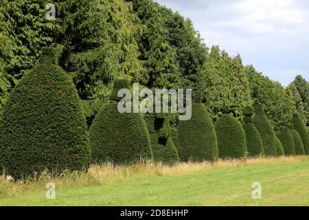 L'avenue Yew Tree au village de Clipsham; Rutland; Angleterre; Royaume-Uni Banque D'Images