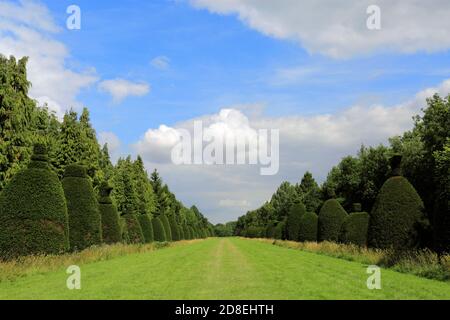 L'avenue Yew Tree au village de Clipsham; Rutland; Angleterre; Royaume-Uni Banque D'Images