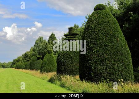 L'avenue Yew Tree au village de Clipsham; Rutland; Angleterre; Royaume-Uni Banque D'Images