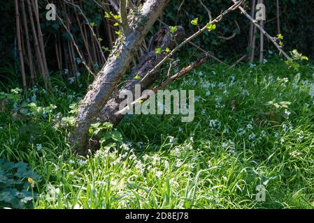 Ail sauvage (Allium ursinum) plante boisée qui fleurit au printemps dans le Berkshire, en Angleterre, au Royaume-Uni Banque D'Images