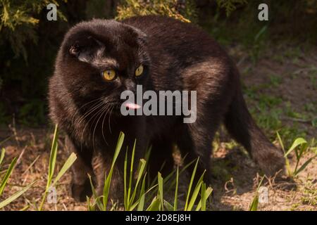 Mignon chocolat maison jeune écossais aux yeux jaunes qui se promette dans le jardin d'automne au coucher du soleil. La fourrure brillante et sombre du chaton scintille. Soins pour animaux, entraînement, élevage de chats pur-sang. Banque D'Images