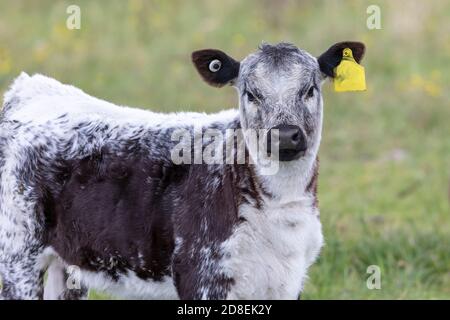 Une vache noire et blanche debout dans un pâturage vert Dans la région de l'Australie Banque D'Images