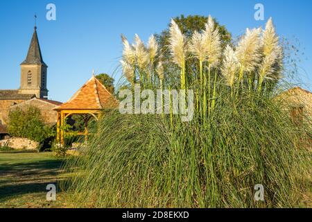 Pampas Grass dans le jardin du village français. Arrière-plan d'un bâtiment en pierre ancien. Soirée d'automne. Banque D'Images