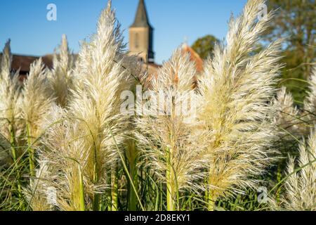 Pampas Grass dans le jardin du village français. Arrière-plan d'un bâtiment en pierre ancien. Soirée d'automne. Banque D'Images