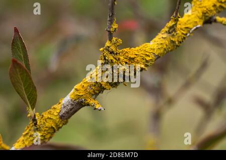 Lichen doré poussant sur les branches d'arbre en automne Banque D'Images