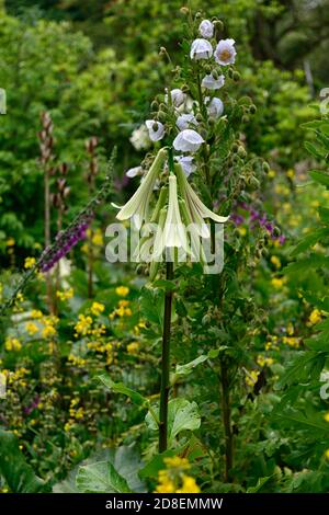 Cardiocrinum giganteum var yunnanense, Yunnan géant Lily, lys, lilium , fleurs, fleurs, plantes, bois, bois, ombre, ombre, Ombre, Floral RM Banque D'Images